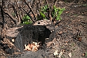 Dopo l_incendio (Su perrinau) -(IMG_1825)